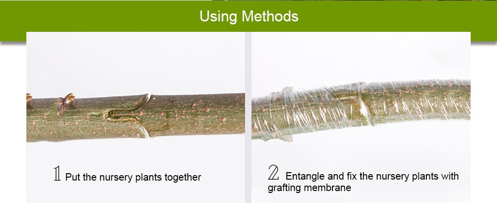 Self-adhesive Stretchable Fruit Tree Grafting Membrane - Green Onion 1Pc