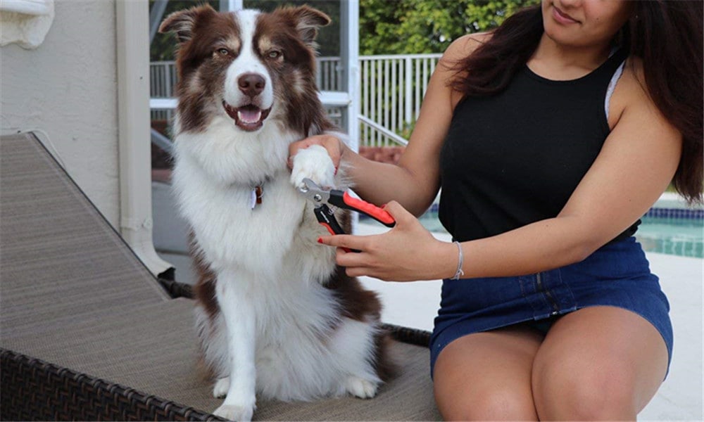 Professional Pet Nail Clipper Scissors for Large or Small Dogs and Cats- Red