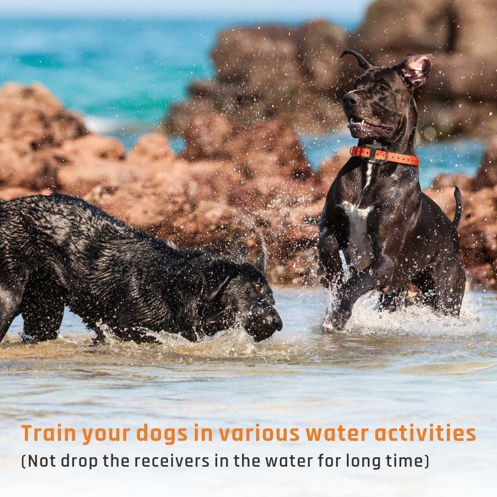 Shock Training Collar Electronic Remote Control Waterproof 875 Yards 2 Dogs- Black US Plug (2-pin)